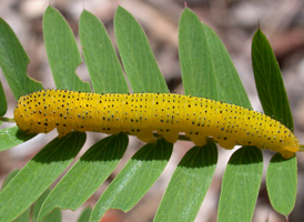Cloudless Sulphur